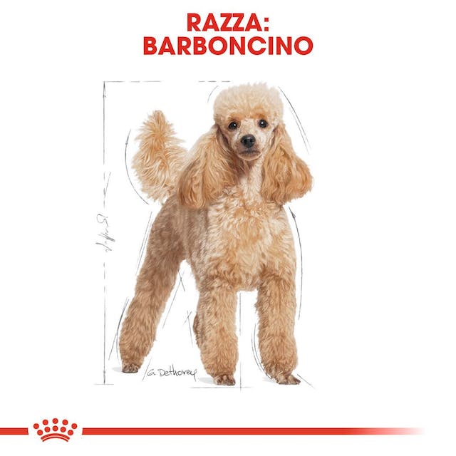 12x85g Royal Canin Barboncino Poodle - Cibo Umido per Cani 12x85g Royal Canin Barboncino Poodle - Cibo Umido per Cani